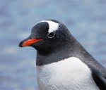 Antarctica photos 2 1107